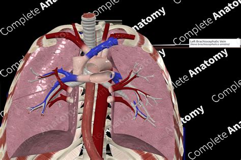 Left Brachiocephalic Vein Complete Anatomy