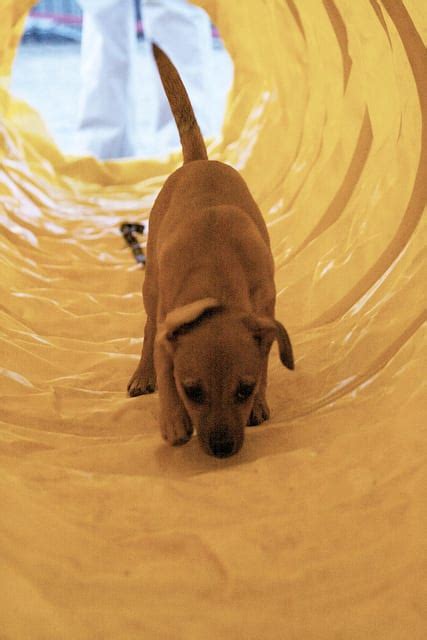 DIY Dog Obstacle Course - Animal Rescue League of Boston