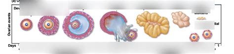 Ovarian Cycle Diagram Quizlet
