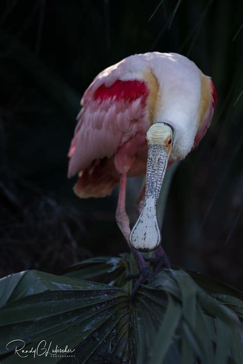 Roseate Spoonbill Platalea Ajaja Roseate Spoo Flickr