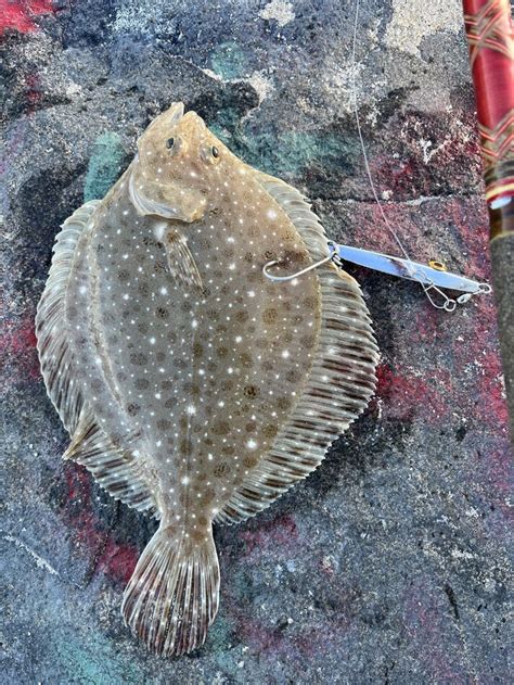 First Clear Nose Skate For This Year Went Fishing In The Manasquan