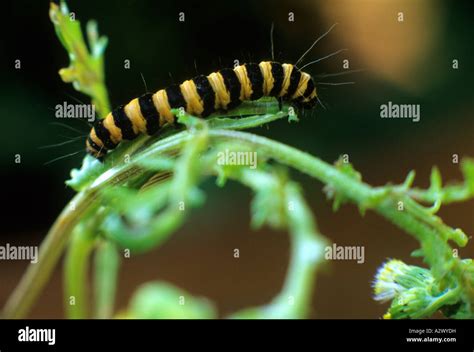 Cinnabar Moth Caterpillar On Groundsel Stock Photo Alamy