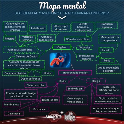 33 Mapas Mentais Sobre SISTEMA REPRODUTOR MASCULINO Study Maps