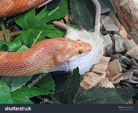 baby corn snake eating