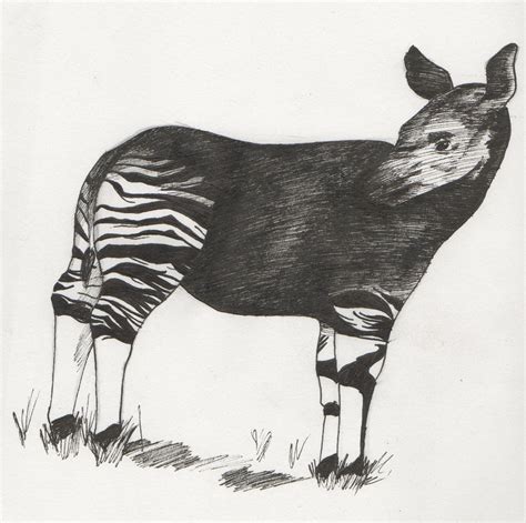 Okapi Pen Drawing by WaffleMistress on DeviantArt