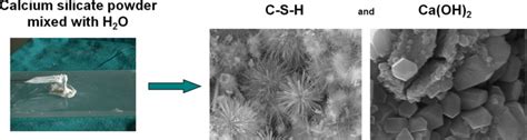 Calcium Silicate Bioactive Cements Biological Perspectives And