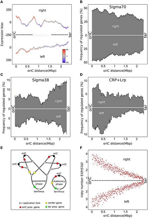 Frontiers The Role Of Replication Induced Chromosomal Copy Numbers In