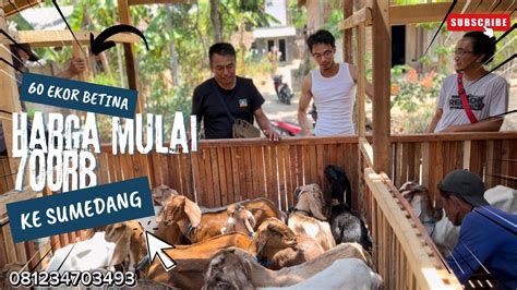 Ekor Ke Sumedang Betina Mulai Harga Rb Menuju Ke Sumedang Jawa