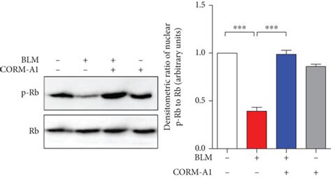 CO Inhibits Secretion Of PAI 1 In Senescent Cells Via SG Formation A