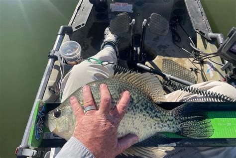 Mn Walleye Limit Debate State Record Crappie New Trolling Motor Design 🤯