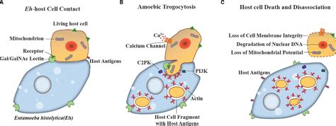 Frontiers Gnawing Between Cells And Cells In The Immune System