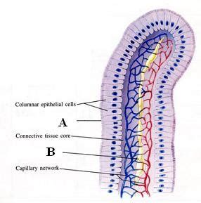 Anatomy And Physiology II Exam Three Flashcards Quizlet