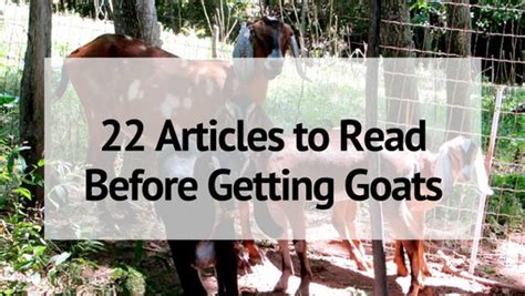 Articles To Read Before Getting Goats