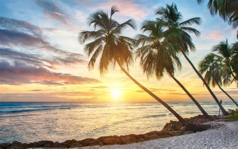 Fondos De Pantalla Palmera Cerca Del Cuerpo De Agua Durante La Puesta