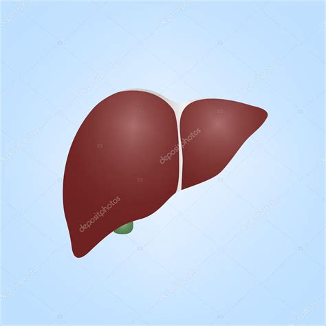 Realistic Illustration Of Human Liver Stock Vector Mischoko