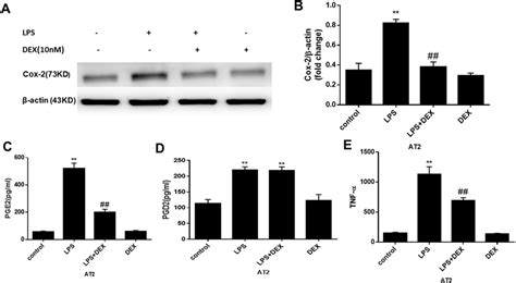 The Effect Of DEX On LPS Induced Expression Of COX 2 PGE 2 PGD 2