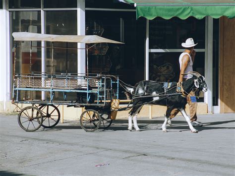 Goat Pulling CartFree Stock Photo