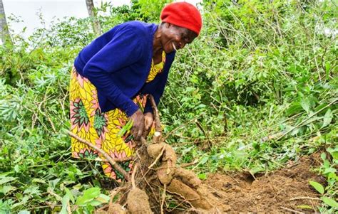 Chinese Initiative To Enhance Cassava Cultivation In Africa ASEAN