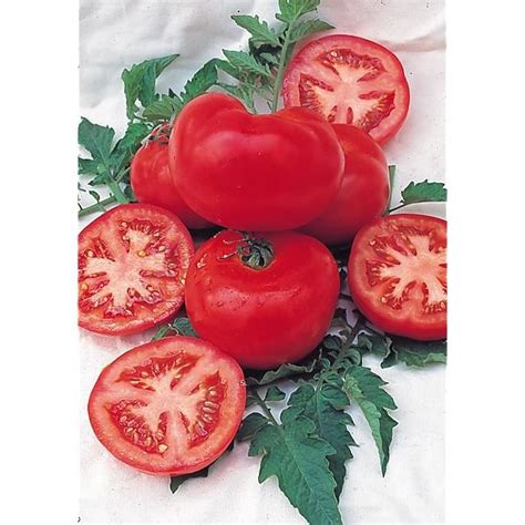 Tomate Super Marmande Graines Baumaux