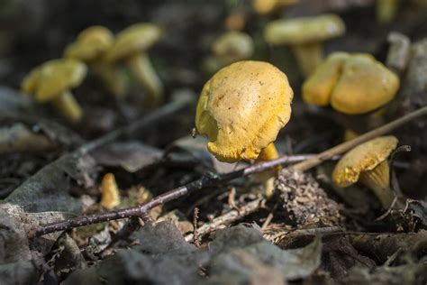 Quel Est Le R Le Des Champignons Dans Une Mycorhize