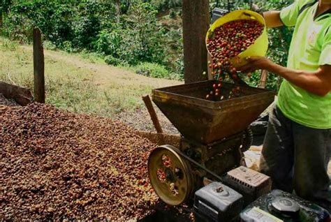 La Agroindustria En La Amazon A Necesita De Una Gesti N Territorial