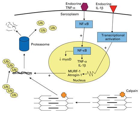 Mechanical and endocrine stimuli increase NF κB expression leading to