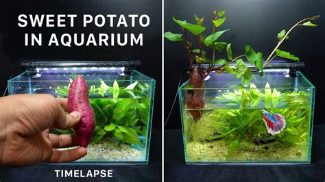 Growing Sweet Potato In Aquarium Time Lapse Youtube