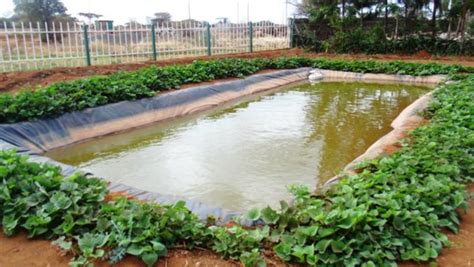 How to build a fish pond | Fish farming in Backyard – FarmLINK Kenya