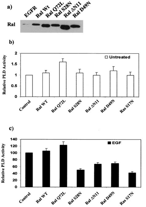 Egf Induced Erk1 Erk2 And Jun Kinase Activation Is Dependent Upon Ras