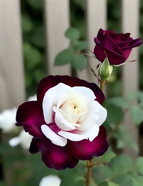 Pin by Mode López on ROSAS BONITAS | Beautiful flowers pictures ...