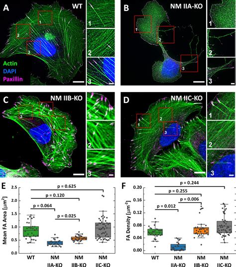 Distinct Roles Of Nonmuscle Myosin II Isoforms For Establishing Tension