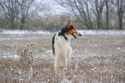 Premium Photo | Russian wolfhound