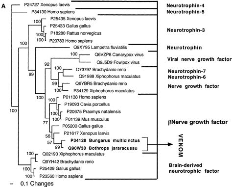 From Genome To “venome” Molecular Origin And Evolution Of The Snake