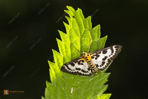 Brennnesselz Nsler Anania Hortulata Bild Bestellen Naturbilder Bei