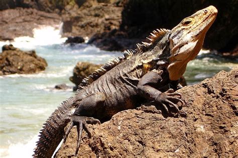 Places And Things To See In Costa Rica Iguana In Costa Rica