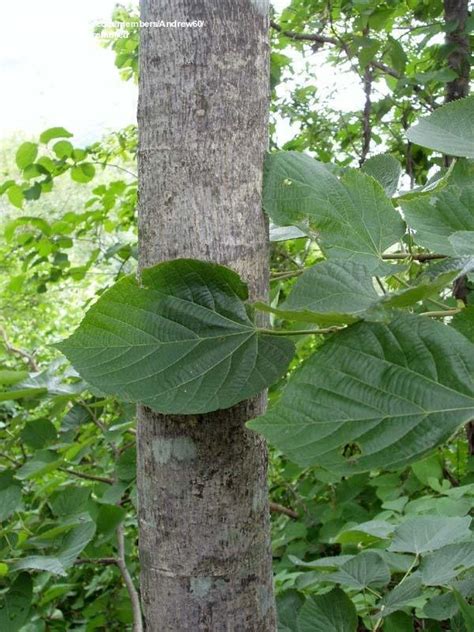 Plantfiles Pictures Mandshurian Linden Tilia Mandshurica 1 By Andrew60