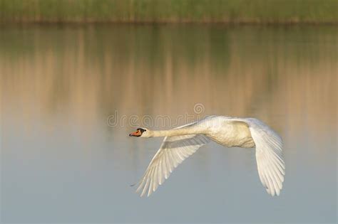 Mute Swan Cygnus Olor In Flight Above The Water At Sunset Stock Photo