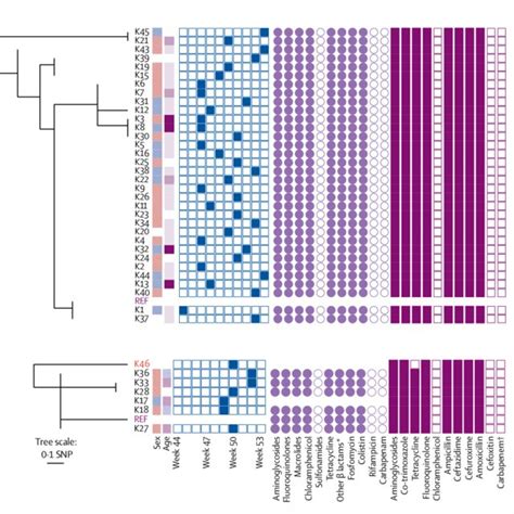 Figure The Phylogeny Of The Klebsiella Quasipneumoniae Subspecies Download Scientific Diagram