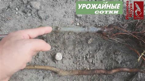 ЗАПОМНИТЕ эти правила для 100 % приживаемости саженцев и для 100 кг ...