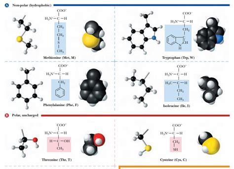 Individual Amino Acidstheir Structures And Properties