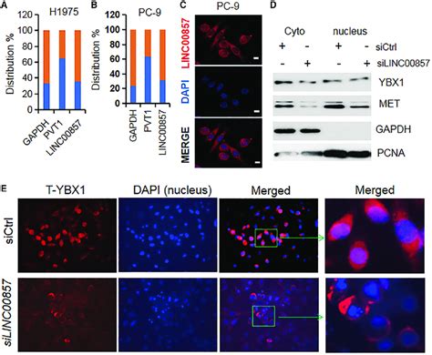 Linc00857 Cell Location And Knockdown Block Ybx1 Nuclear Translocation Download Scientific