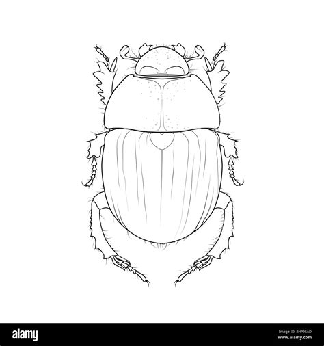 Scarab Beetle Ancient Symbol Of Egypt Vector Scarabaeus Bug Drawing