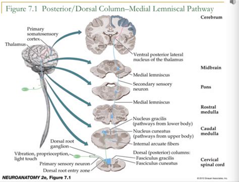 Unit Somatosensory Pathways Part Posterior Column Medial