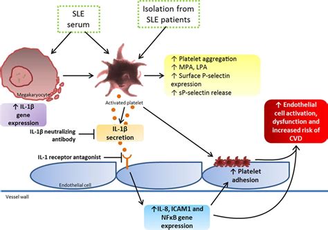 Activated Platelets Induce Endothelial Cell Activation Via An