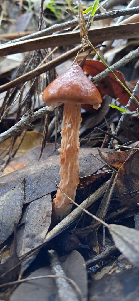 Flecked Bolete From Mooney Mooney Creek NSW 2250 Australia On May 9