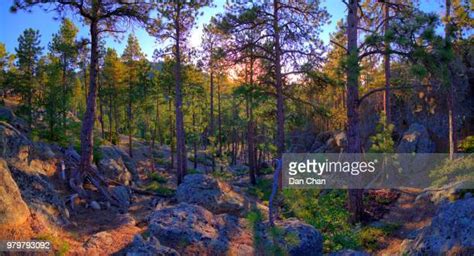 212 Black Hills Fall Stock Photos High Res Pictures And Images