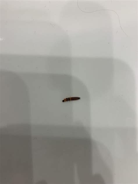 Is this an Earwig larvae? : r/insectidentification