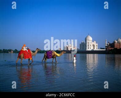 Camels In Yamuna River Taj Mahal Agra India Stock Photo Alamy