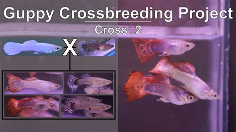 Breeding Result With A Platinum White Guppy Cross Project In Logging