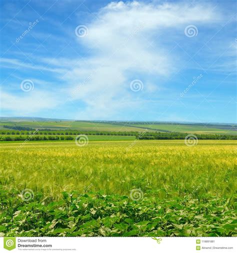 Campo De Trigo Y Cielo Azul Con Las Nubes Ligeras Imagen De Archivo